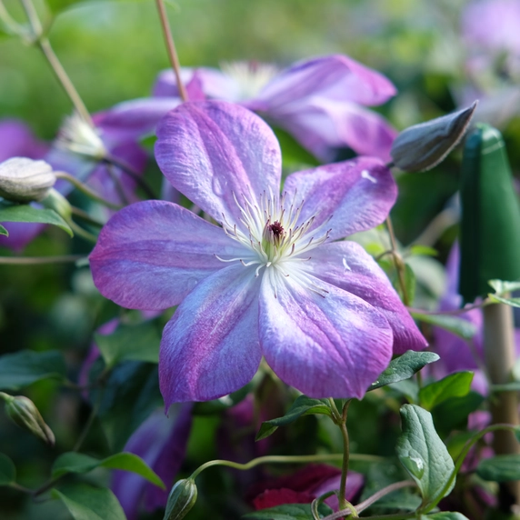 Clematis viticella 'Pernille'