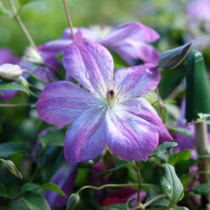 Clematis 'Pernille'