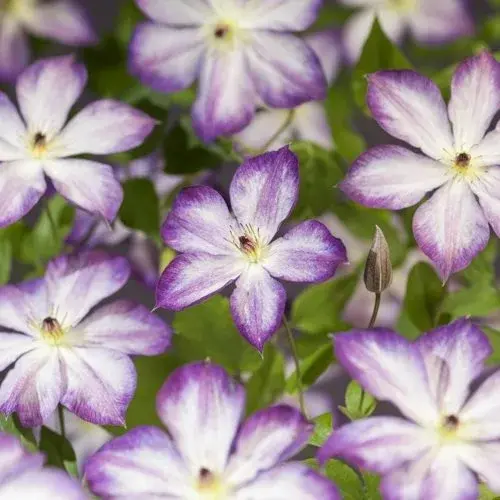 Clematis viticella 'Pernille' - image 1