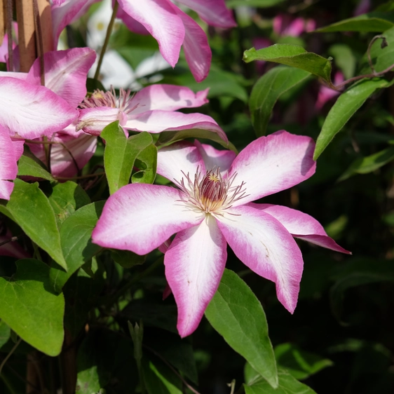 Clematis 'Picotee'