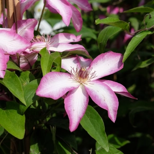 Clematis 'Picotee'