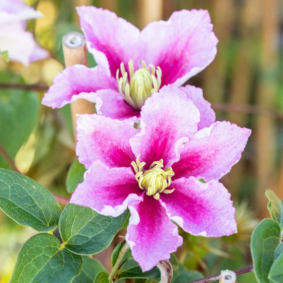 Clematis 'Piilu' - image 1