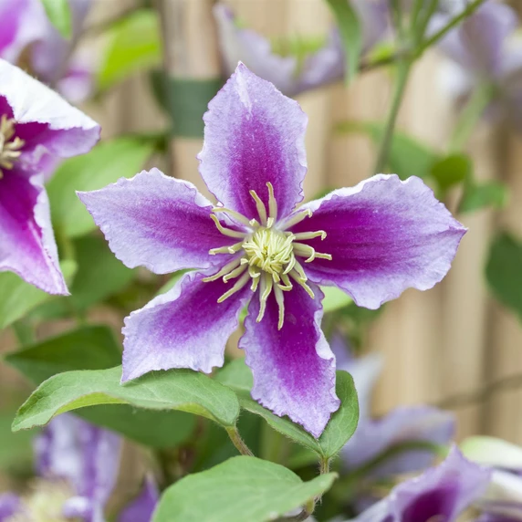 Clematis 'Piilu' - image 2