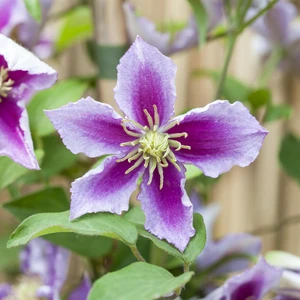 Clematis 'Piilu' - image 2