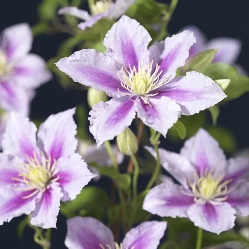 Clematis 'Piilu'