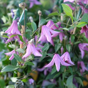 Clematis 'Pink Delight'