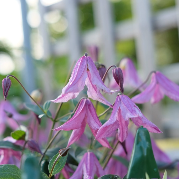 Clematis diversifolia 'Pink Delight' - image 2