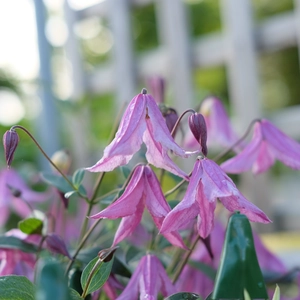 Clematis diversifolia 'Pink Delight' - image 2