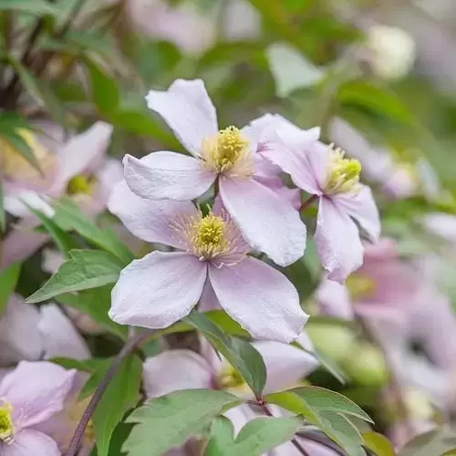 Clematis montana 'Pink Perfection' 3L - Cowell's Garden Centre