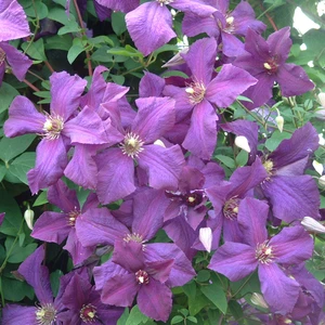 Picture Credit - New Leaf Clematis