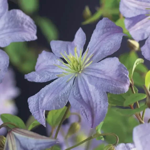 Clematis viticella 'Prince Charles'