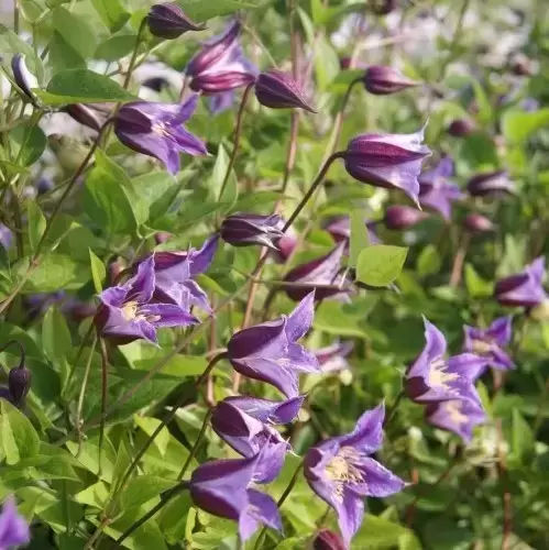 Clematis texensis 'Prince William'