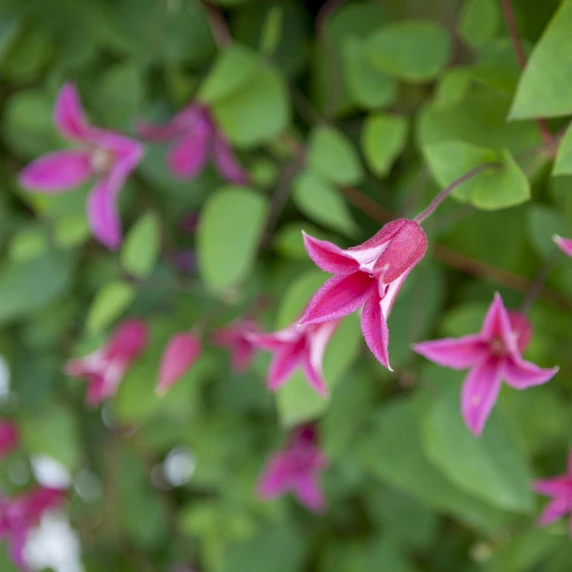 Clematis texensis 'Princess Diana' - image 1
