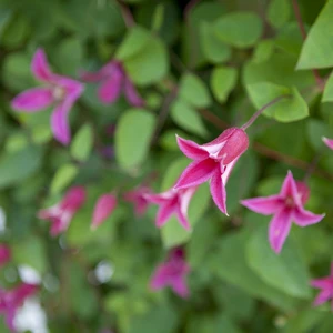 Clematis 'Princess Diana'