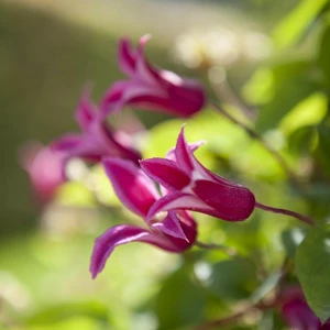 Clematis texensis 'Princess Diana' - image 2