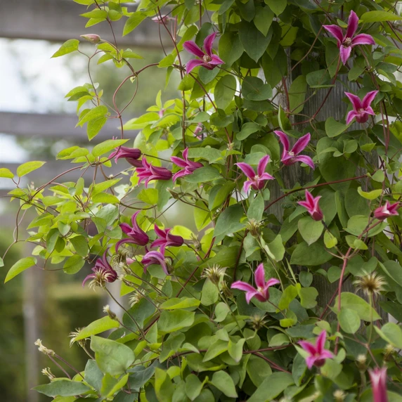 Clematis texensis 'Princess Diana' - image 3