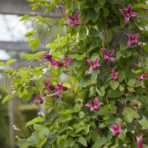 Clematis texensis 'Princess Diana' - image 3