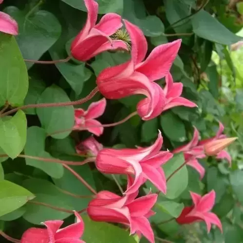 Clematis texensis 'Princess Diana' - image 1