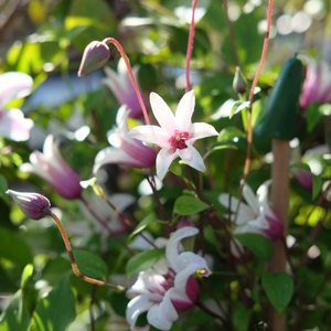 Clematis 'Princess Kate'