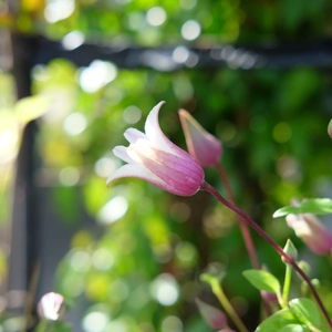 Clematis texensis 'Princess Kate' - image 2