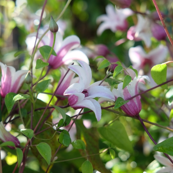 Clematis texensis 'Princess Kate' - image 3