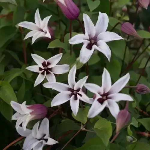 Clematis texensis 'Princess Kate'