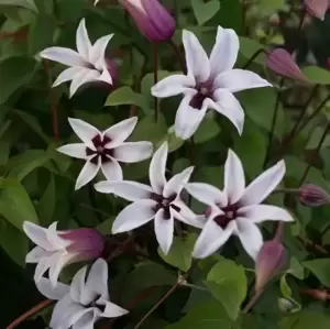 Clematis texensis 'Princess Kate'