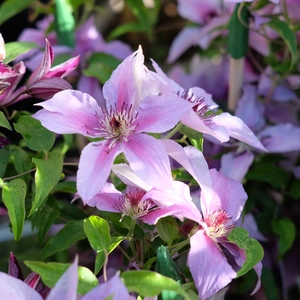 Clematis 'Proud Mary'