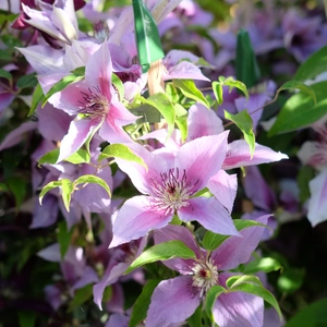 Clematis patens 'Proud Mary' - image 2