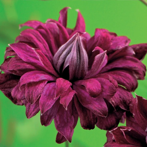 Clematis viticella 'Purpurea Plena Elegans' - image 2