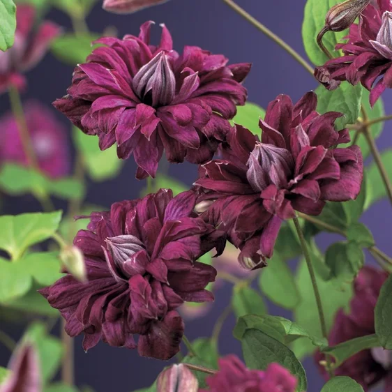 Clematis viticella 'Purpurea Plena Elegans' - image 1