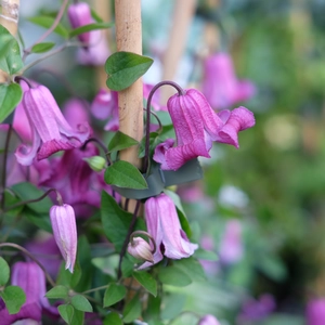 Clematis 'Queen Mother'