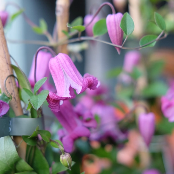 Clematis viticella 'Queen Mother' - image 2