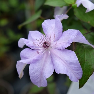 Clematis 'Reflections'