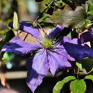 Clematis 'Rhapsody'