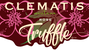 Clematis Rose Truffle