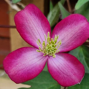 Picture Credit - Genesis Plant Marketing