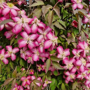 Picture Credit - Genesis Plant Marketing