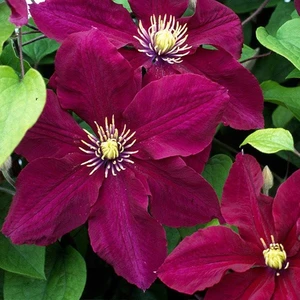 Picture - Raymond Evison Clematis