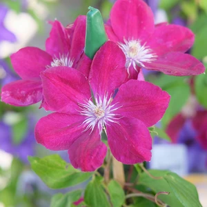 Clematis 'Rouge Cardinal'