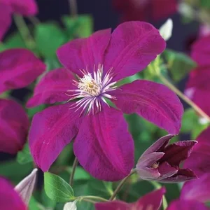 Clematis 'Rouge Cardinal'