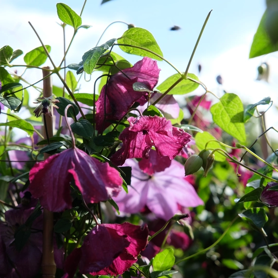Clematis viticella 'Rubra'