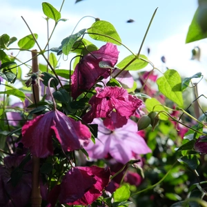 Clematis 'Rubra'