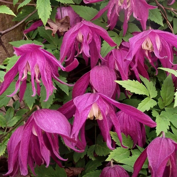 Image Credit: ©2026 John Richards Nurseries Ltd