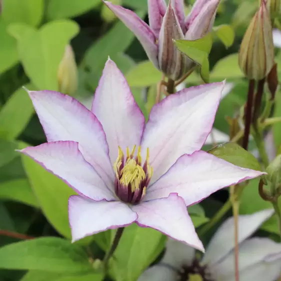 Clematis 'Samaritan Jo'