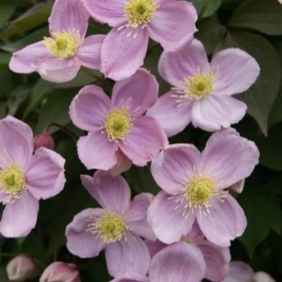 Clematis montana 'Sanssouci'
