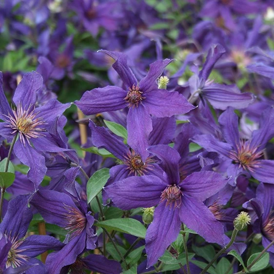 Image Credit - Genesis Plant Marketing Ltd