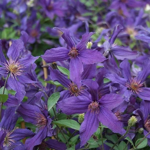 Image Credit - Genesis Plant Marketing Ltd