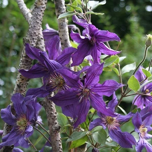 Image Credit - Genesis Plant Marketing Ltd