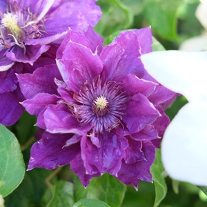 Clematis 'Shin-shigyoku'
